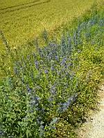 Viperine commune, Echium vulgare (prise vers Le Pin, Isere)(1)